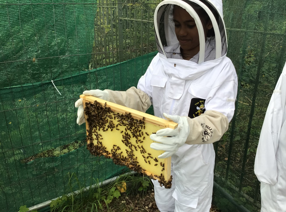 children looking at a beehive