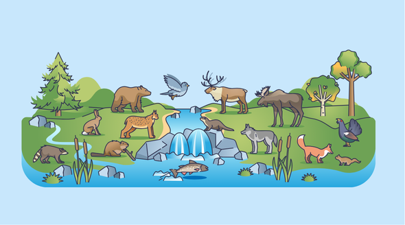 animals in the wild