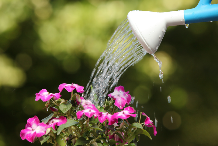 image of plants being watered